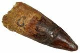Fossil Spinosaurus Tooth - Real Dinosaur Tooth #344616-1